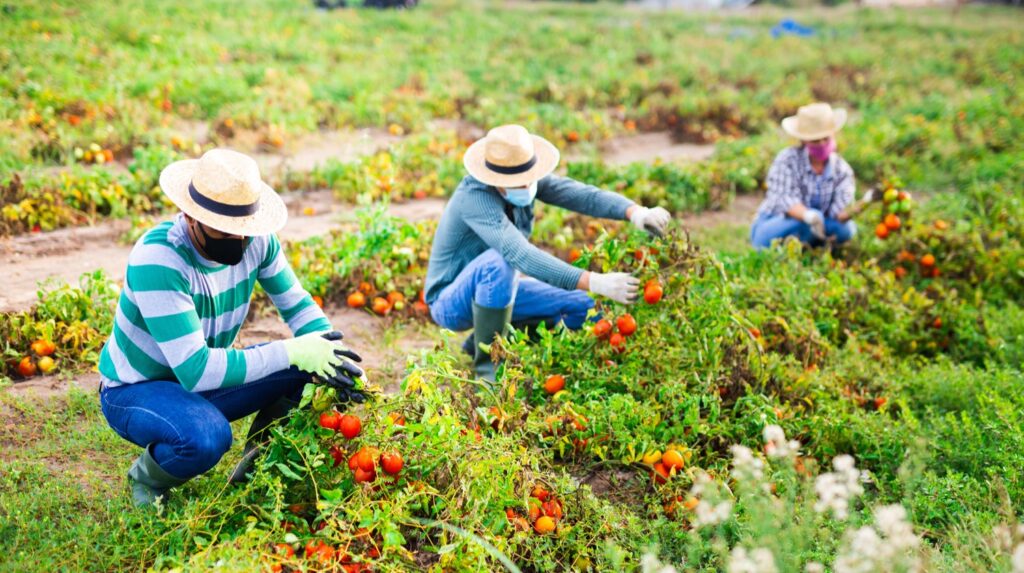 Group of farmworkers wearing masks, harvesting tomoatoes