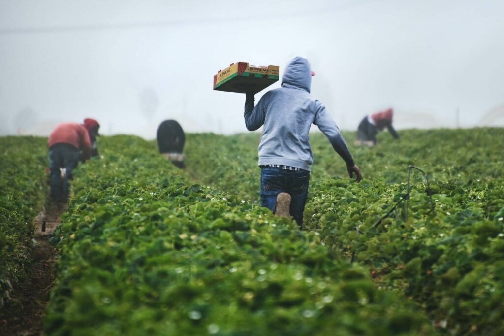 Farm laborers harvest strawberries in field