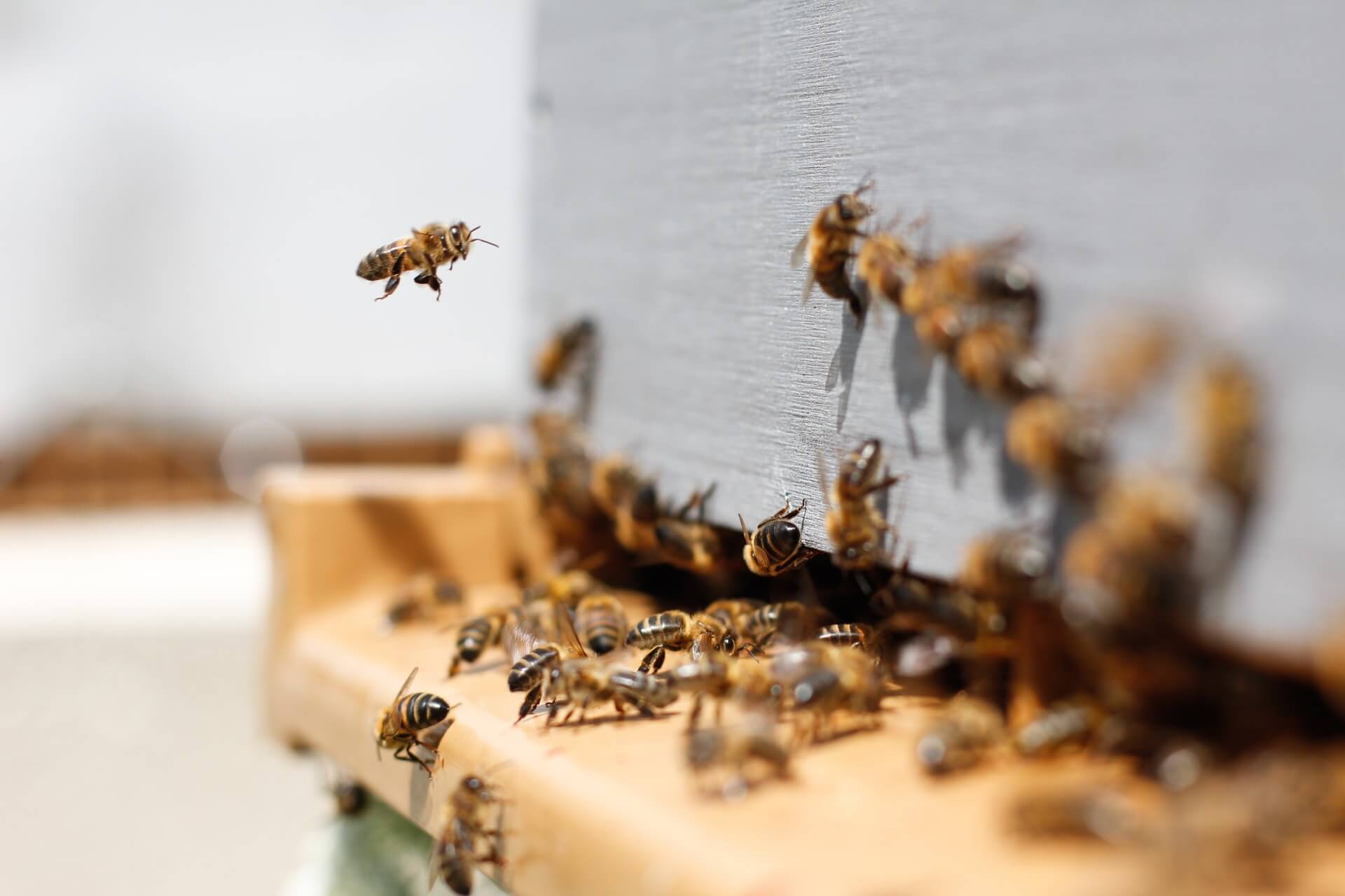 Dozens of bees working