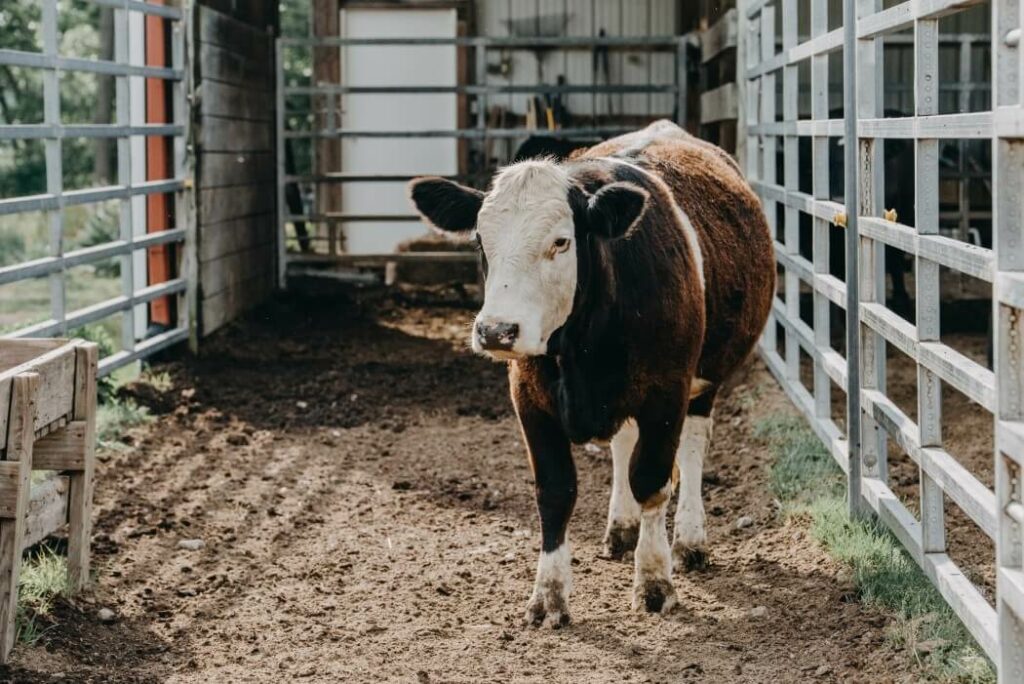 Cow in large pen on farm in Indiana