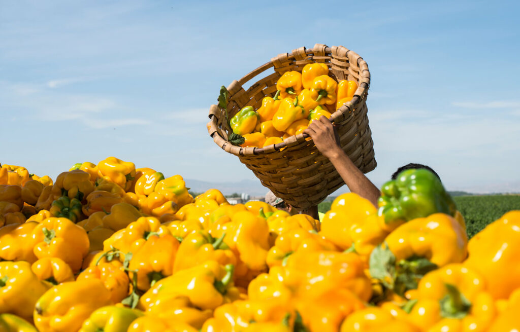 Farmworker picking yellow peppers on agriculture field