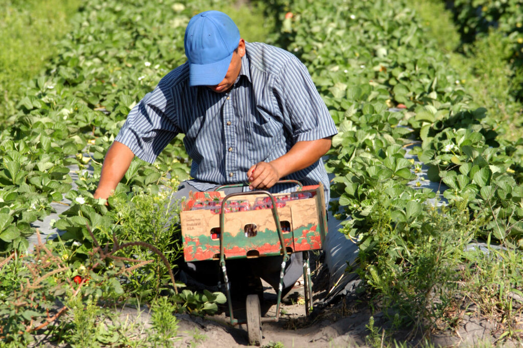 strawberry farmworker x